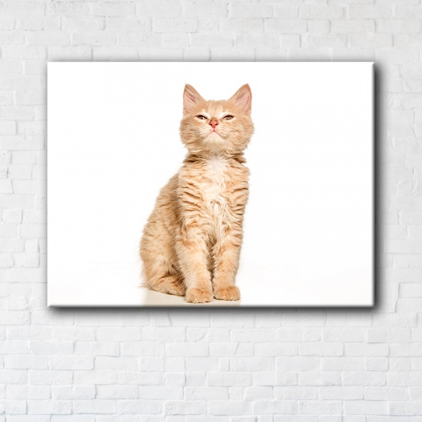 Постер Suspicious cat 50x65 см Brushme 