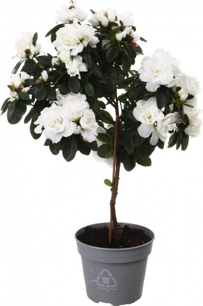 Растение комнатное Азалия на штамбе 12/30