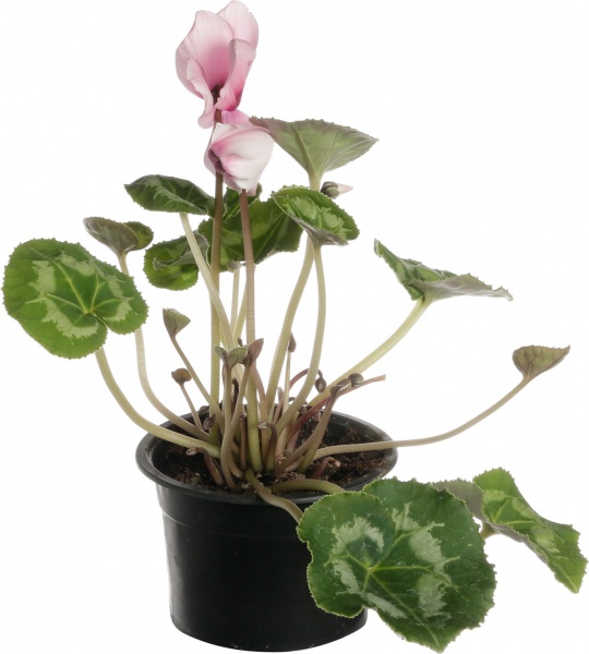 Растение цикламен d12