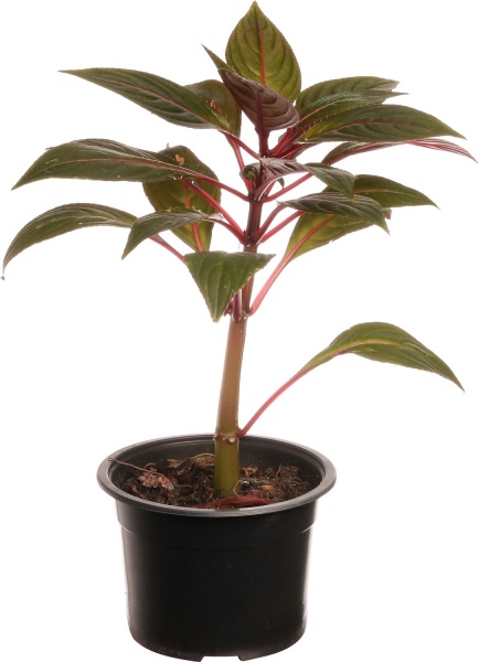 Растение Импатиенс Нова-Гвинея Хармони (Бальзамин) d12