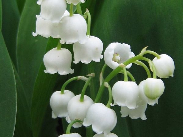 Растение Ландыш обычный майский С1