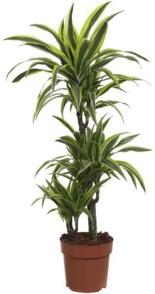 Растение комнатное Драцена Лемон Лайм 3 стволы