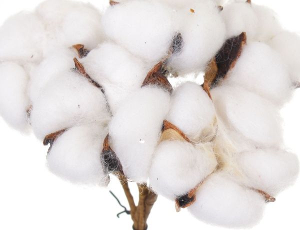 Декорація новорічна Суцвіття бавовни 17х11х6 см 6 шт. EPI-17A3634 