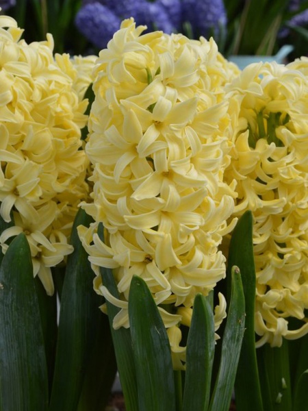 Цибулина TUBERBULB Export B.V. гіацинта Сіті оф Гарлем 2 шт. 