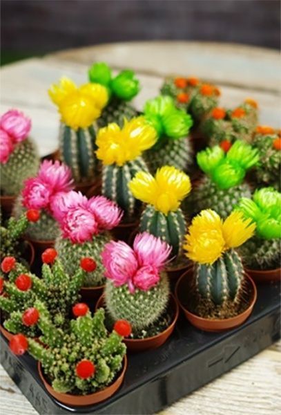 Рослина Цереус мікс в декорі МорЛіпс 10/13