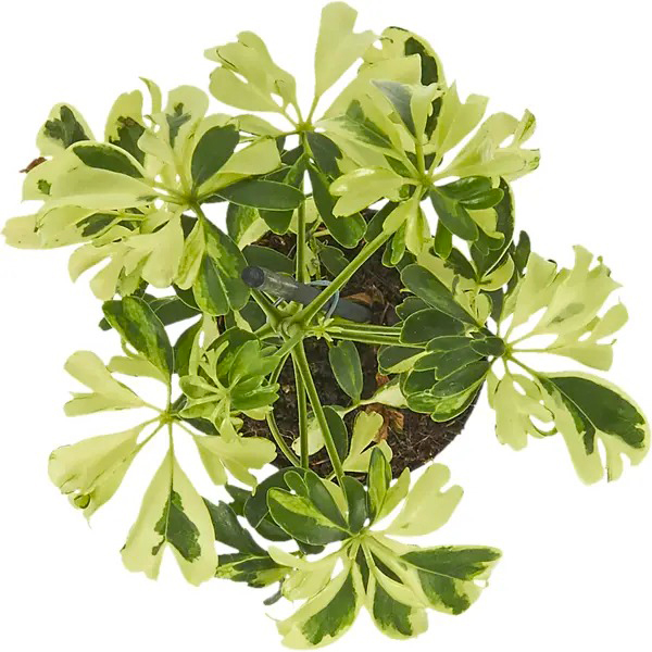 Растение Шеффлера 8x20 Janine