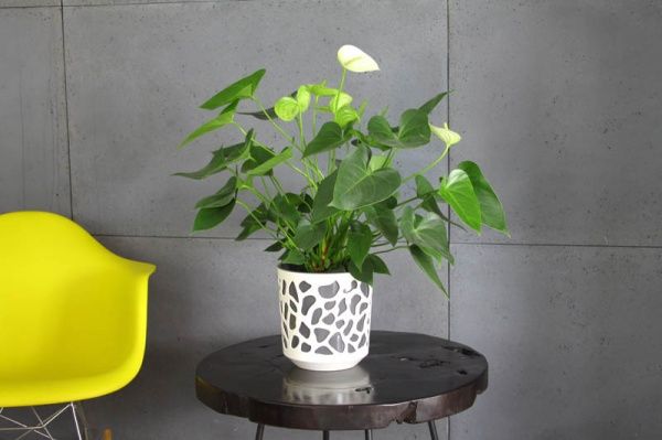 Горшок для цветов Lamela Дуэт 190 круглый 6,1л крем/антрацит 