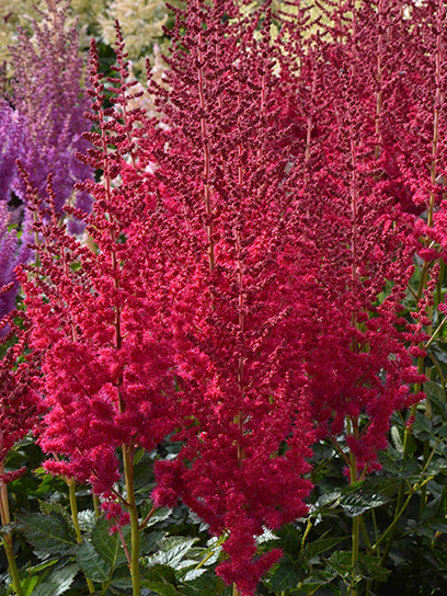 Корневище Heemskerk Vasteplanten B.V. астильбы Хот Перлз 1 шт.