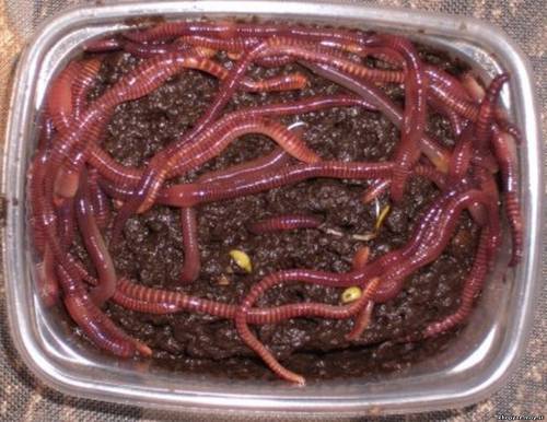 Приманки для ловлі риби Дондробене Венето 15 г черв