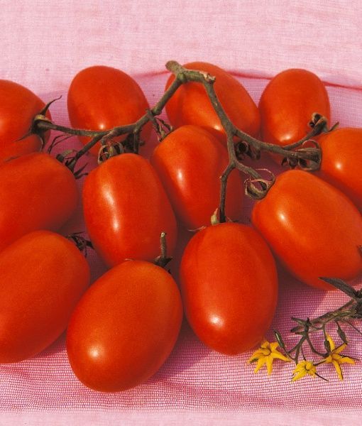 Семена Професійне насіння томат низкорослый Ксико F1 20 шт. (4820176693372)