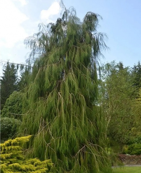 Растение Кипарисовик лавсона / Chamaecyparis lawsoniana Imbricata Pendula, С7,5
