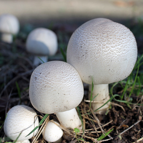 Міцелій Яскрава печериці двоспорова 50 г