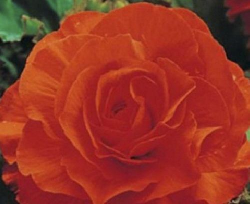 Луковица Яскрава Бегония полная Оранжевая 1 шт. 