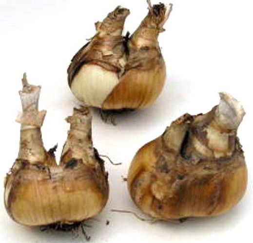 Луковица Яскрава Ice Follies 2 шт. 