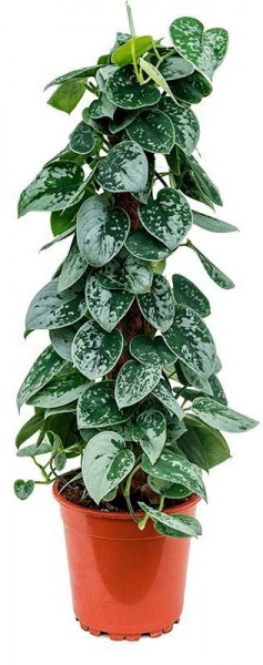 Рослина Сциндапсус Требіе d12/h20