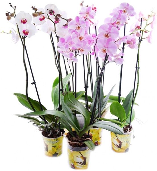 Рослина Фаленопсіс 2 стовбури d12 h50-60 см F2