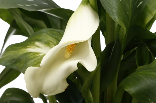 Рослина кімнатна Калла мікс 13/45