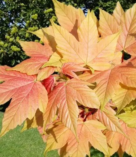 Саженец Клен Brilliantissimum С10