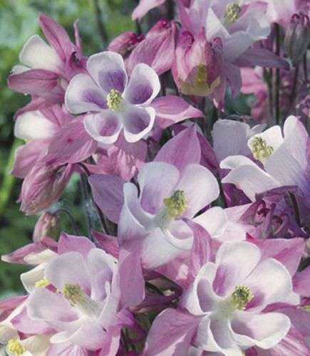 Корневище Яскрава Аквилегия Biedermeier 1 шт. 