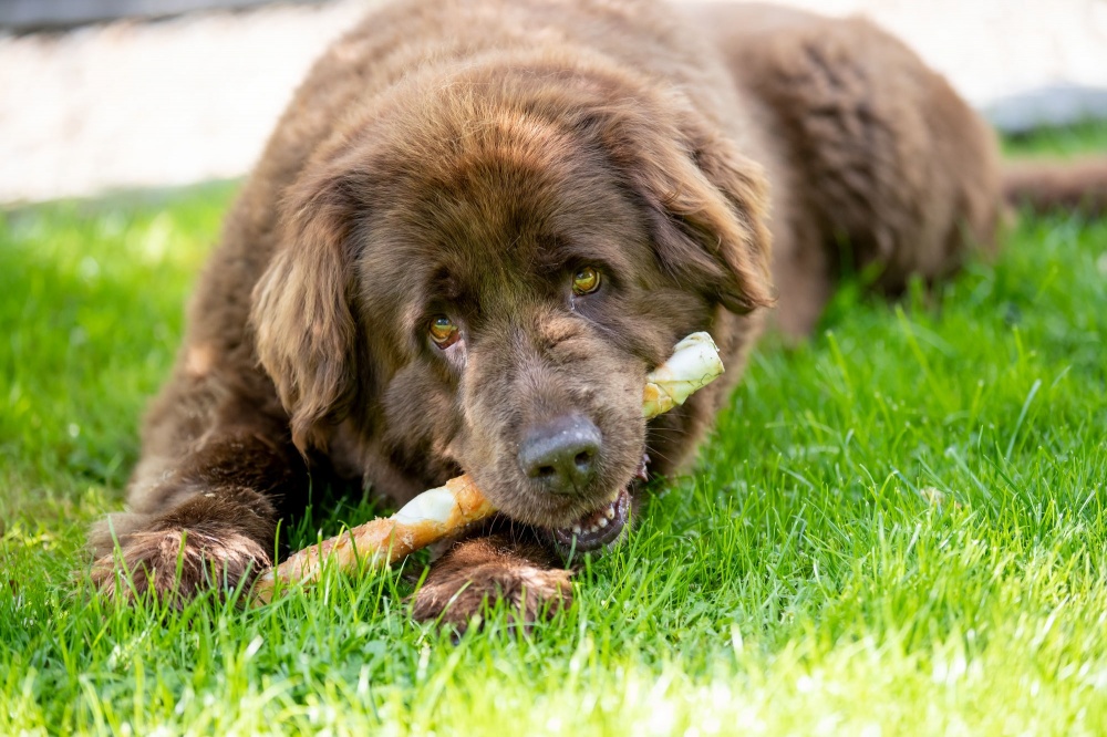 Лакомство Trixie для собак палочка для чистки зубов Denta Fun с курицей 40 см 170 г 1 шт./уп.