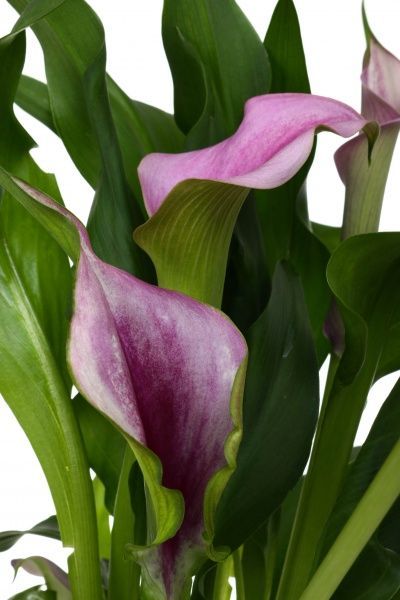 Растение комнатное Зантедесхия микс 12x40 см