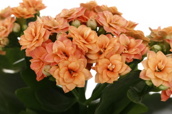 Растение комнатное Каланхоэ микс d9/h18