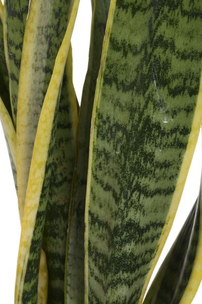 Растение комнатное Сансевиерия 14х55 см