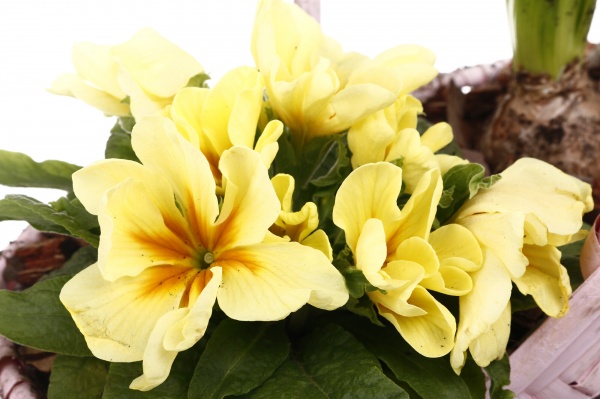 Рослина кімнатна Кошик Гіацинт 1 + Примула 1овал з ручкою