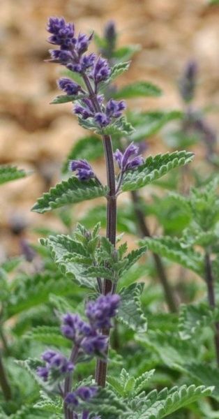 Растение Котовник Junior Walker