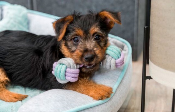 Игрушка Trixie для собак Гантель с канатом котон 15 см 32811