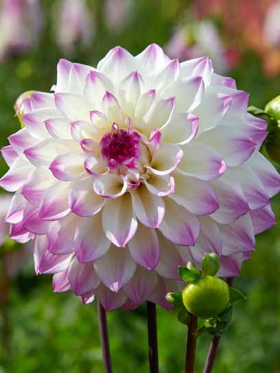 Корнеклубень георгины динерплейт Хапет Блу Айз 1 шт. 