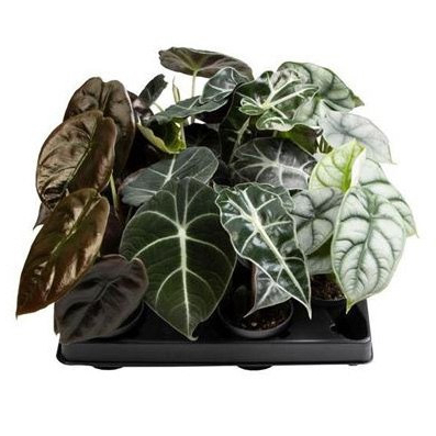 Рослина Алоказія 06х10 мікс