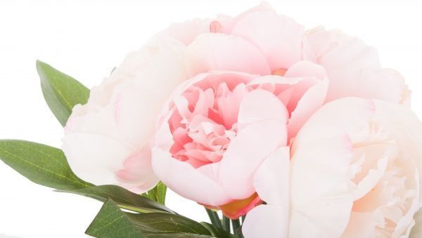 Букет півоній рожевий 6 гілок