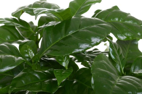 Растение комнатное кофе в чашке 25x15