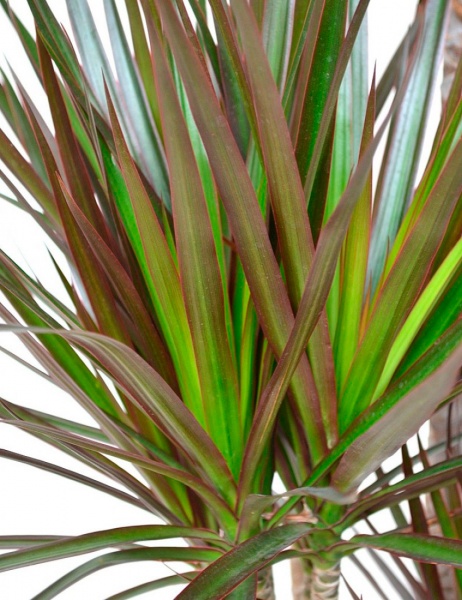 Рослина Драцена Маджента 4 стовбура 27х140 см 