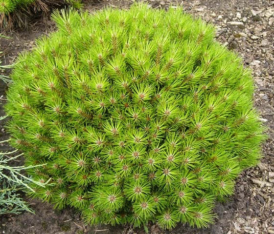 Рослина Сосна чорна / Pinus nigra Bambino, C15