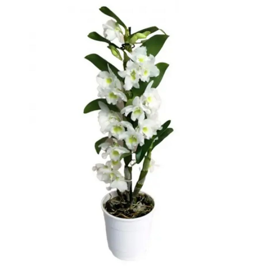Растение комнатное Дендробиум Nobille 12х45 см 2 ствола белый