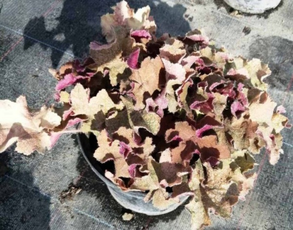 Растение Гейхера С3