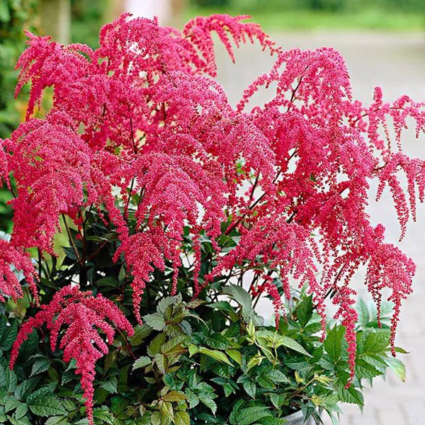Кореневище Астільба Red Charm 1 шт. Яскрава