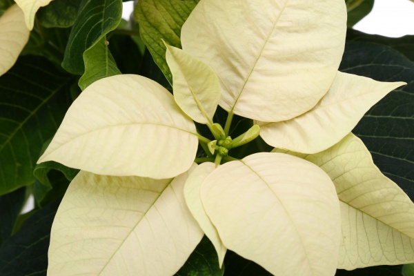 Растение Пуансеттия D20 см