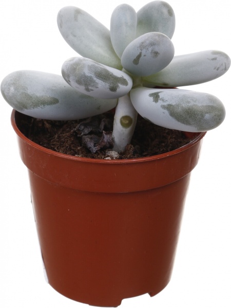 Рослина кімнатна Пахифітум 6х8 см