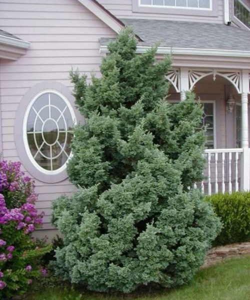 Рослина Кипарисовик горохоплідний Булевард / Chamaecyparis pisifera Boulevard С7.5 /Н 40-50