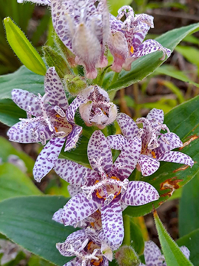 Кореневище Heemskerk Vasteplanten B.V. тріциртіса Хірта 1 шт.