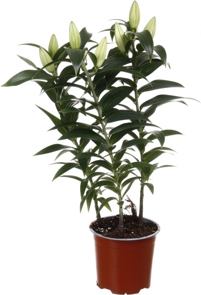 Растение комнатное Лилия микс 13/40