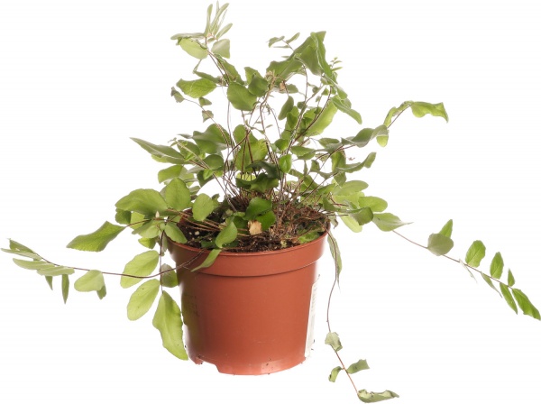 Растение комнатное Папоротная микс 8/20