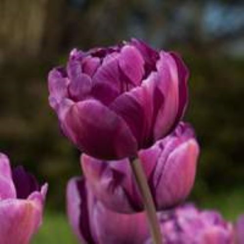 Луковица Тюльпан махровый поздний Блу Диамонд 5 шт. 