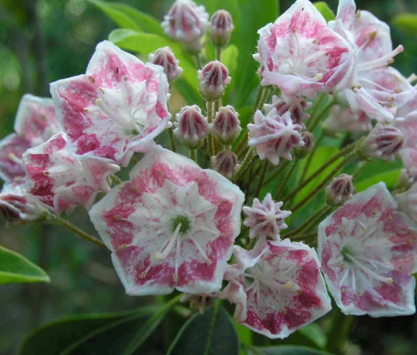 Рослина Кальмія Ханя/Kalmia ’HANIA’ р12 /Н 10