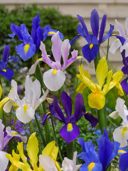 Луковица TUBERBULB Export B.V. ириса голландского смесь 5 шт. 