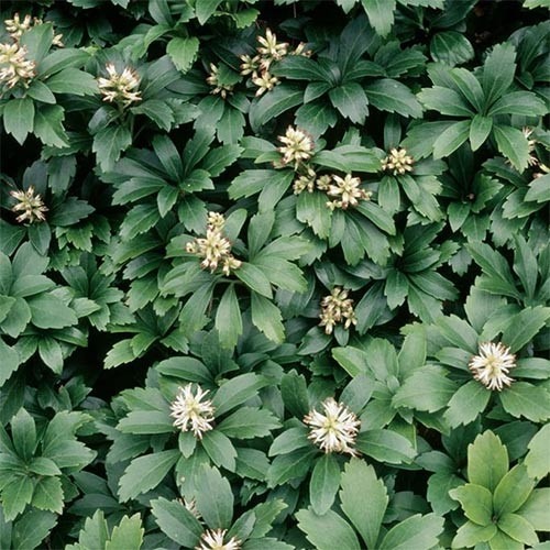 Рослина Пахізандра верхівкова/Pachysandra terminalis Р9