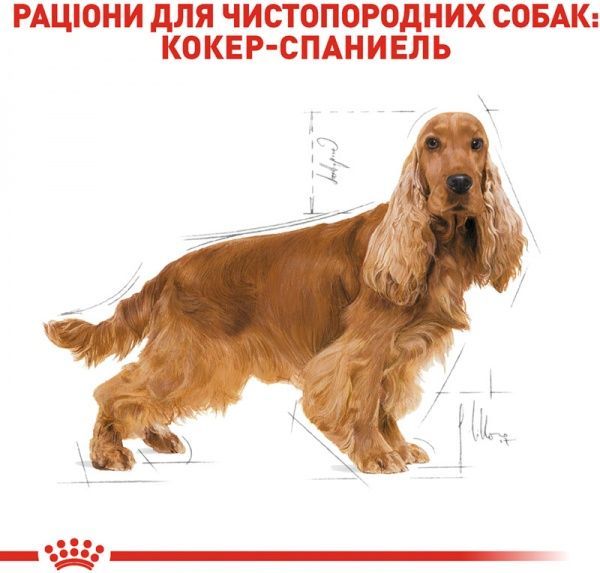 Корм Royal Canin для собак COCKER ADULT (Кокер Едалт), 3 кг